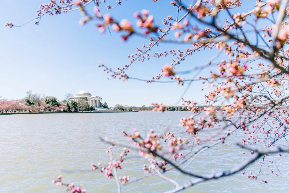 Cherry blossoms over the Tidal Basin in Washington, DC